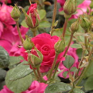 Lafayette - pink - bed and borders rose - polyantha